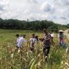 Panen Jagung di Tayan Hulu, Upaya Nyata Polri Dukung Ketahanan Pangan Lokal