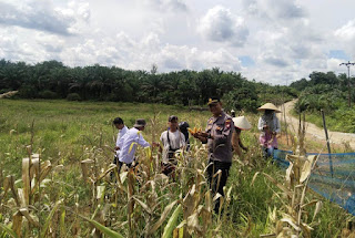 Panen Jagung di Tayan Hulu, Upaya Nyata Polri Dukung Ketahanan Pangan Lokal