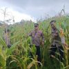Polres Sanggau Tinjau Lahan Jagung di Batang Tarang: Komitmen Dukung Ketahanan Pangan Nasional