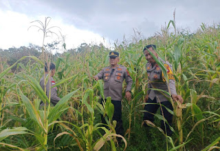 Polres Sanggau Tinjau Lahan Jagung di Batang Tarang: Komitmen Dukung Ketahanan Pangan Nasional