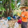 Wujud Nyata Sinergi Polri dan Masyarakat, Kapolsek Meliau Hadiri Panen Jagung Dukung Ketahanan Pangan