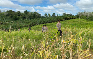Jelang Panen Raya Serentak, Wakapolres Sanggau Tinjau Lahan Jagung di Tayan Hulu