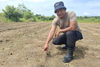 Kapolsek Tayan Hilir Tinjau Perkembangan Lahan Demplot Pasca Penanaman Serentak