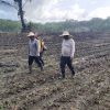 Pastikan Progres Penanaman, Pamatwil Polda Kalbar Tinjau Lahan Jagung di Perbatasan Sanggau