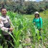 Sinergi Polri dan Petani: Progres Tanam Jagung Program Tumpang Sari di Dusun Mak Kawing Capai Hasil Memuaskan