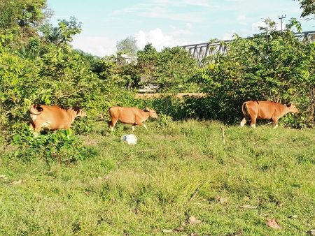 Potensi Pertanian dan Peternakan di Desa Kuala Buayan dan Desa Bhakti Jaya, Kecamatan Meliau – DISBUNNAK