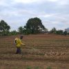 Kapolsek Sekayam Tinjau Perkembangan Lahan Demplot: Tanaman Jagung Tumbuh Subur Pasca Penanaman Serentak