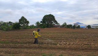 Kapolsek Sekayam Tinjau Perkembangan Lahan Demplot: Tanaman Jagung Tumbuh Subur Pasca Penanaman Serentak