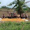 Panen Raya Jagung di Jangkang, Polsek Tegaskan Komitmen Dukung Ketahanan Pangan Daerah