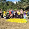 Panen Jagung Wujud Nyata Dukung Ketahanan Pangan di Parindu