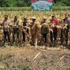 Panen Raya Jagung Hibrida Serentak Kuartal II, Kapolres dan Bupati Sanggau Tegaskan Komitmen Dukung Ketahanan Pangan Nasional