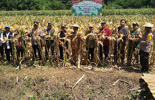 Panen Raya Jagung Hibrida Serentak Kuartal II, Kapolres dan Bupati Sanggau Tegaskan Komitmen Dukung Ketahanan Pangan Nasional