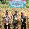 Presiden RI Pimpin Panen Raya Jagung Serentak: Komitmen Nasional Menuju Swasembada Pangan 2025