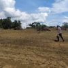 Kapolsek Jangkang Pimpin Langsung Perawatan Lahan Demplot Jagung Hibrida Seluas 1 Hektare