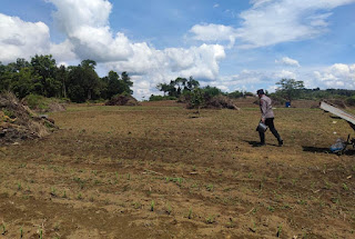 Kapolsek Jangkang Pimpin Langsung Perawatan Lahan Demplot Jagung Hibrida Seluas 1 Hektare