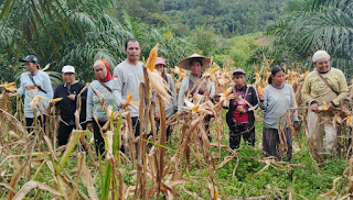 Panen Jagung Perkuat Ketahanan Pangan Lokal di Balai Batang Tarang