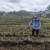 Program 2 Polsek Mukok Genjot Produktivitas Pertanian, Tanaman Jagung Tumbuh Subur