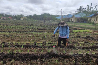 Program 2 Polsek Mukok Genjot Produktivitas Pertanian, Tanaman Jagung Tumbuh Subur