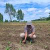 Polsek Tayan Hilir Intensif Rawat Lahan Demplot Pascatanam Serentak, Tanaman Jagung Tumbuh Subur