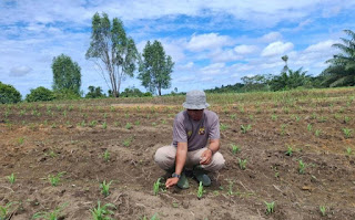 Polsek Tayan Hilir Intensif Rawat Lahan Demplot Pascatanam Serentak, Tanaman Jagung Tumbuh Subur