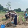 Kapolsek Kapuas Pimpin Pemupukan Lanjutan Tanaman Jagung di Lahan Demplot 1 Hektare