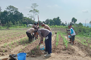 Kapolsek Kapuas Pimpin Pemupukan Lanjutan Tanaman Jagung di Lahan Demplot 1 Hektare