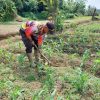 Kapolsek Noyan Tinjau Langsung Perawatan Jagung Hibrida di Lahan Demplot Sungai Dangin