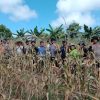 Panen Jagung Dorong Ketahanan Pangan Lokal di Tayan Hulu, Petani Terus Bangkit Meski Diterpa Tantangan