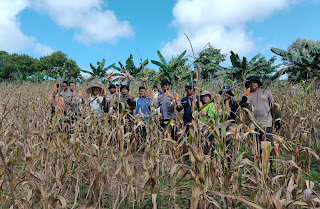 Panen Jagung Dorong Ketahanan Pangan Lokal di Tayan Hulu, Petani Terus Bangkit Meski Diterpa Tantangan