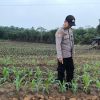 Polsek Tayan Hulu Lakukan Pengecekan Lanjutan Lahan Demplot untuk Kawal Program Ketahanan Pangan