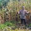 Panen Jagung di Dusun Temiang, Polsek Batang Tarang Komitmen Dukung Ketahanan Pangan Nasional