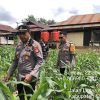 Polres Sanggau Intensifkan Pemantauan Ketahanan Pangan: Jagung Demplot Sekayam Tumbuh Optimal