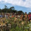 Panen Jagung di Dusun Sungai Kelik: Sinergi Polri dan Petani Wujudkan Ketahanan Pangan di Balai