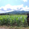 Pengecekan Berkala Demplot Jagung Polsek Noyan: Tanaman Tumbuh Optimal, Dukung Ketahanan Pangan