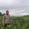 Polsek Kembayan Intensifkan Perawatan Lahan Demplot: Optimalisasi Pertumbuhan Tanaman Jagung