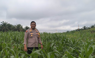 Polsek Kembayan Intensifkan Perawatan Lahan Demplot: Optimalisasi Pertumbuhan Tanaman Jagung