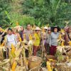 Sinergi Polri dan Masyarakat Dukung Ketahanan Pangan Lewat Panen Jagung di Kecamatan Balai