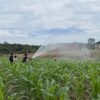 Optimalkan Ketahanan Pangan, Polsek Tayan Hulu Cek Perkembangan Tanaman Jagung di Lahan Demplot