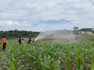 Optimalkan Ketahanan Pangan, Polsek Tayan Hulu Cek Perkembangan Tanaman Jagung di Lahan Demplot