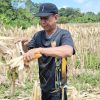 Panen Jagung Sukarelawan dan Polsek Noyan Wujudkan Komitmen Ketahanan Pangan di Perbatasan