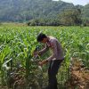 Polsek Sekayam Kawal Ketahanan Pangan, Lahan Jagung 1 Hektare Dirawat Intensif
