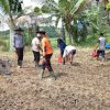Polsek Noyan Tanam Bibit Jagung di Lahan Demplot, Wujudkan Komitmen Dukung Ketahanan Pangan