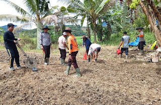 Polsek Noyan Tanam Bibit Jagung di Lahan Demplot, Wujudkan Komitmen Dukung Ketahanan Pangan