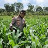 Kapolsek Meliau Tinjau Langsung Perkembangan Tanaman Jagung di Lahan Demplot: Wujud Nyata Komitmen Ketahanan Pangan