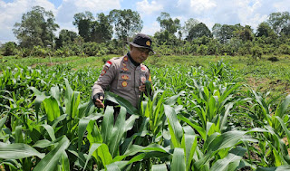 Kapolsek Meliau Tinjau Langsung Perkembangan Tanaman Jagung di Lahan Demplot: Wujud Nyata Komitmen Ketahanan Pangan