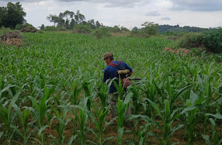 Polsek Jangkang Intensif Rawat Lahan Demplot Jagung 1 Hektare Demi Wujudkan Ketahanan Pangan