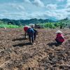 Polsek Jangkang Bersama Petani Tanam Jagung di Lahan Demplot 1 Hektare, Wujudkan Kemandirian Pangan Lokal