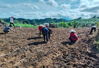 Polsek Jangkang Bersama Petani Tanam Jagung di Lahan Demplot 1 Hektare, Wujudkan Kemandirian Pangan Lokal