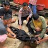 Polsek Sekayam Kawal Ketat Penyembelihan Hewan Kurban Idul Adha 1446 H, Kamtibmas Terjaga Aman dan Kondusif