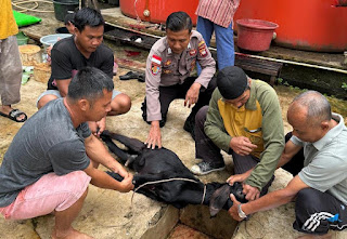 Polsek Sekayam Kawal Ketat Penyembelihan Hewan Kurban Idul Adha 1446 H, Kamtibmas Terjaga Aman dan Kondusif